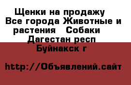 Щенки на продажу - Все города Животные и растения » Собаки   . Дагестан респ.,Буйнакск г.